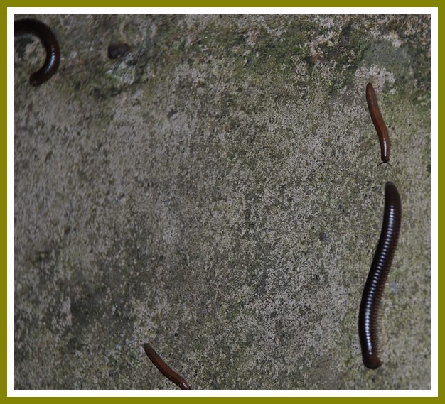 Millepiedi Julidae con Segestria